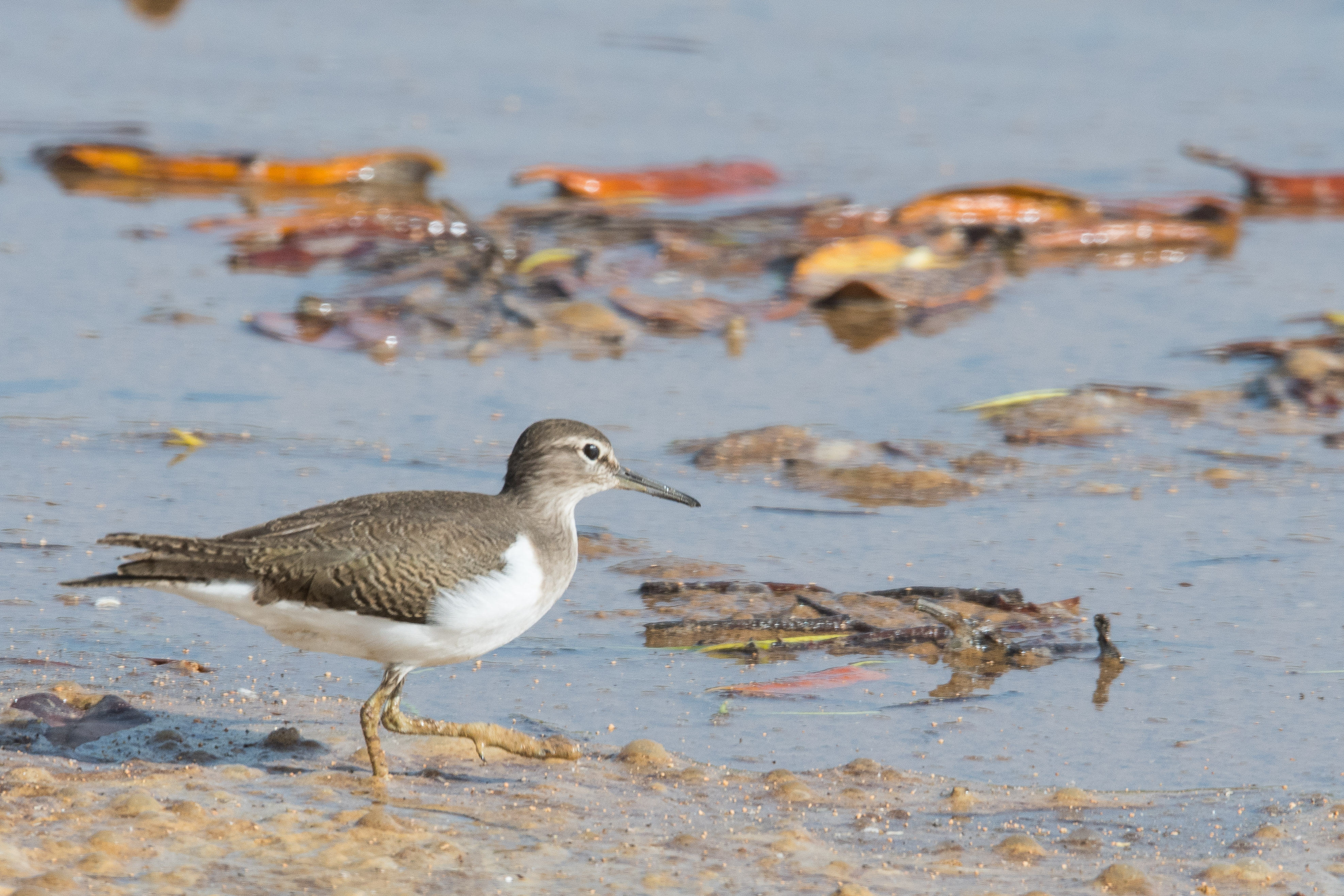  Chevalier Guignette (Common Sandpiper, Actitis Hypoleucos), adulte internuptial explorant la laisse de mer, Réserve Naturelle d'intérêt communautaire de la Somone, Région de Thiès, Sénégal